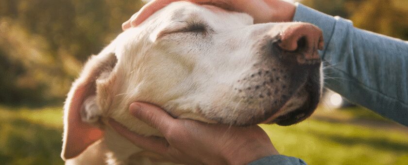 Fur testing confirms MDMA exposure in animal cruelty case